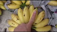 Very Tiny Bananas (Strange Fruits)