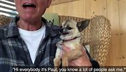 Guy Pets Chihuahua to Relax - Bites Hand