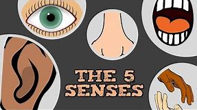 THE 5 SENSES (catchy song for kids about "see, hear, smell, taste, touch")