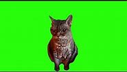Grumpy cat meme Green screen