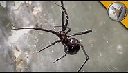 Black Widow Spider Is Too Close For Comfort!