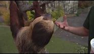 Why sloths move so slowly