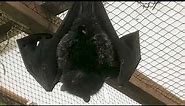 Birth of world’s rarest fruit bat caught on camera
