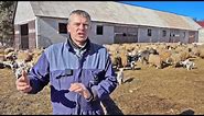 Napravio najbolju farmu ovaca u BiH, ima 50 krava a dolaze i koze, planira nešto neviđeno