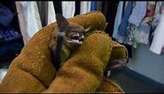 Angry captured bat