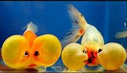 bubble eye goldfish black calico bubble eye goldfish