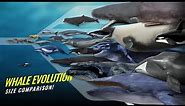 The Evolution of Whales from Land to Sea - Time Lapse Size Comparison