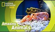 Shrimp | Amazing Animals