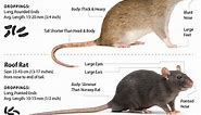 What Is The Difference Between Rats and Mice