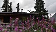 Plants - Lake Clark National Park & Preserve (U.S. National Park Service)