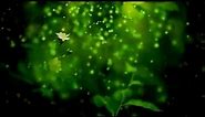 Green nature background video HD