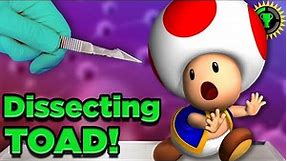 Game Theory: You Are WRONG About Toad!