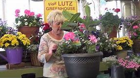 How to plant a Mandevilla vine in a patio planter to enjoy all summer.