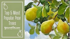 Top 5 Most Popular Pear Trees | NatureHills.com