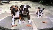 Three dogs, told to wait for their treats.