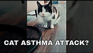 Cat Asthma Attack - symptoms to look for in your kitty + descriptions