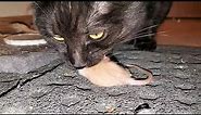 Black Tabby munches on Whole Prey Rat | Whole Prey feeding