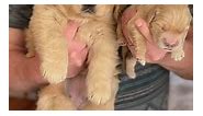 The difference 5 weeks makes 🐾💕 - SmallTown Golden Retrievers