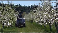 Pollinating Apple Trees
