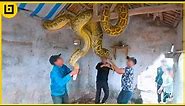 Biggest Snakes Ever Caught On Camera
