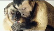 Moral behavior in animals | Frans de Waal