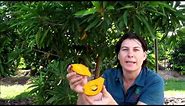 Canistel Fruit Tree DaleysFruit.com.au