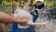 How To De Feather A Chicken The Easy Way!