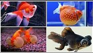 12 kinds of goldfish and their characteristics