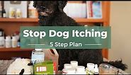 How You can Fix Your Dog's Allergies: Top 5 Home Remedies to Stop Itching