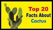 Cactus - Facts