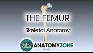 The Femur: Skeletal Anatomy