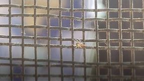 TINIEST SPIDER IN THE WORLD (PATU DIGUA)