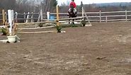 All Star Morgan Horse Jumping 2'9 Jumper Show- Power and Speed