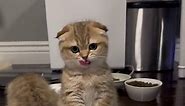 Discover Scottish Fold 🐱 a very cute pet cat breed 😍 #scottishfold #scottishfoldcat