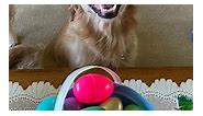 Check out my awesome Easter Egg Hunt fun I had!!! It was a blast!!! ✨ like ~ comment ~ share 👉 follow for daily cuteness! #georgia #peaches #georgiapeach #dogsofinstagram #dog #doglife #doglover #cutedogs #cutedog #goldentriever #easter #easterbegg #easterblessings #dailyfluff #reels #funny #instagood #micahtyler #iseegrace | Georgia Peaches