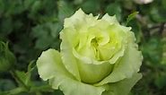 Amazing Green Romantica Roses
