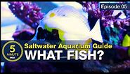5 beginner fish EVERY saltwater aquarium should have! Stocking a tank with utilitarian fish