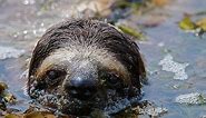 CRAZY SWIMMING SLOTHS - Does a Sloth Sink or Swim?