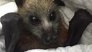 Rescuing a baby flying-fox in a nursing home: this is Montefiore