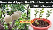 How to grow Wood Apple / Bael Plant from seeds.( In English subtitles )