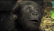 Adorable baby ape gets a new mom