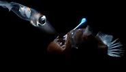 Deep Sea Creatures Exhibit Bioluminescence | Blue Planet | BBC Earth