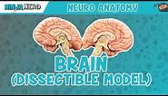 Anatomy of the Brain | Dissectible Model