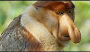 Why Do These Monkeys Have Such Outrageous Noses?