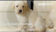 Exploring the Adorable World of Baby Animals | BBC Earth