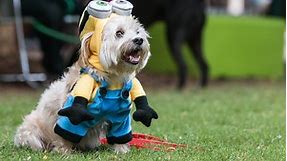 Minion Halloween Costumes the Whole Family (Even Your Dog!) Can Wear