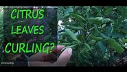2 Reasons Why Your Citrus Leaves Are Curling | Leaf Curl