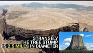 Giant tree stump 2.5 miles in diameter discovered