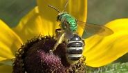 Bicolored Metallic Green Sweat Bee (Agapostemon virescens)