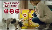 Pedigree - Small Dogs Live Large